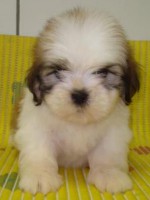 /album/ven%c3%a2ncio/ven%c3%a2ncio%20com%2035dias-jpg/